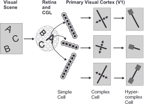 Diagram illustrating visual processing: A visual scene with letters A, B, C is detected by the retina and CGL. Signals are processed by simple, complex, and hyper-complex cells in the primary visual cortex (V1), identifying different line orientations.