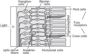 Diagram of a section of the eyes retina shows layers of cells: optic nerve fibers, amacrine cells, horizontal cells, ganglion cells, bipolar cells, and photoreceptors, including rod and cone cells. Light enters from the left towards the pigment epithelium.