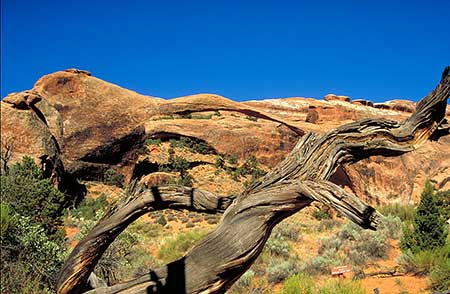 A twisted, bare tree trunk set against a backdrop of rugged red rock formations, which is Landscape Arch in Arches National Park / Utah, under a clear blue sky. Sparse greenery surrounds the base, creating a contrast between the vivid earth tones and the bright sky. It is an illustration of how we use the overlapping of objects as a clue to the perception of spatial depth.