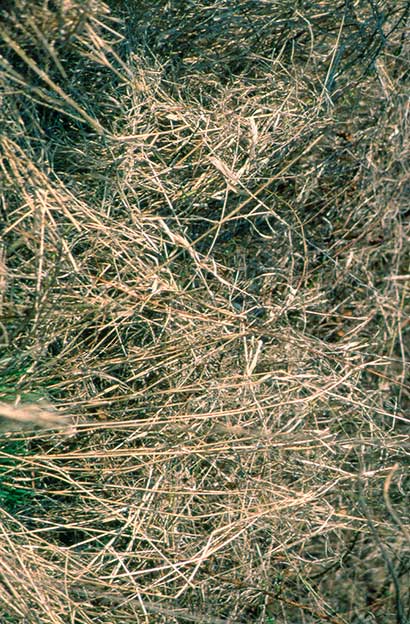 A dense tangle of dry, straw-like grass stems overlapping each other, creating a textured and chaotic pattern. The colors are predominantly shades of brown, with hints of green in some areas. When the image is rotated 90° counterclockwise, the impression of depth is created. It is an illustration of how we use the texture gradient as a clue to perceive spatial depth.