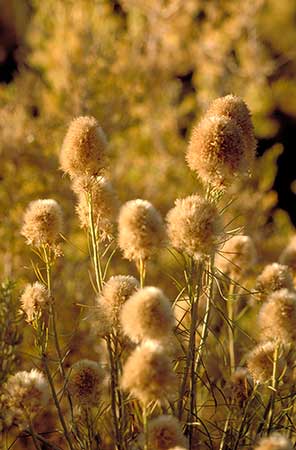 Close-up of brown, fluffy grasses with soft focus, set against a background of similar grasses. The texture is fuzzy and the overall color palette is warm with shades of brown and tan. The lighting is natural and soft. Only the grasses in the middleground are focused sharply. So the image is an example of how to use selctive sharpness to create the effect of spatial depth.