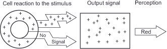 Diagram showing cell reaction to a stimulus. A circular cell with positive and negative signs leads to an output signal box filled with positive and negative signs, followed by an arrow labeled Red indicating perception.
