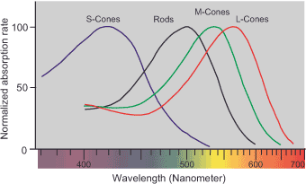 Graph showing normalized absorption rates of photoreceptors across wavelengths. S-Cones peak at ~420 nm, rods at ~500 nm, M-Cones at ~530 nm, and L-Cones at ~560 nm. X-axis: Wavelength (nm), Y-axis: Absorption rate.