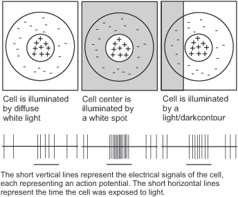 Diagram showing three sections: 1) Cell with diffuse white light, 2) Cell center illuminated by a white spot, 3) Cell illuminated by a light/dark contour. Below each, vertical lines depict electrical signals in response to the light exposure.