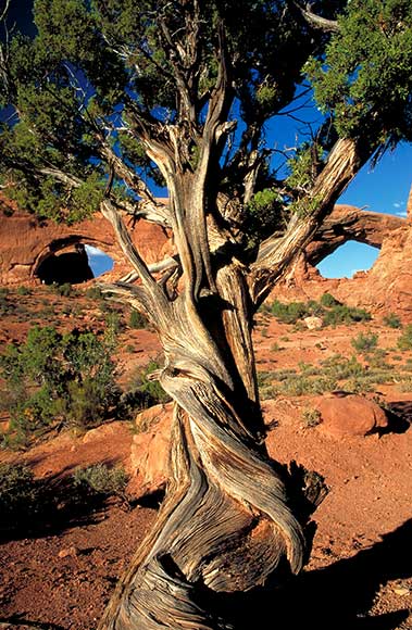 A gnarled, twisted tree stands against a backdrop of red rock formations and a clear blue sky in a desert landscape. The arches in the rock add to the scenes rugged beauty.