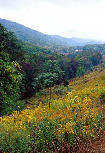 Mountain landscape with vibrant yellow wildflowers in the foreground. Lush green trees and a distant, mist-covered mountain range are seen under an overcast sky, creating a serene and picturesque scene.