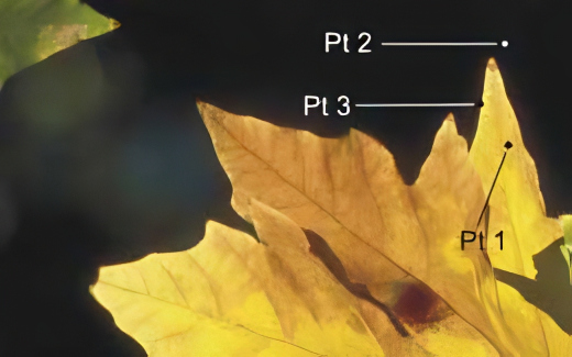 Close-up of a yellow autumn leaf with three labeled points: Pt 1 near a dark spot, Pt 2 at an upper edge, and Pt 3 further along the edge. The background is dark with a hint of another leaf on the left.