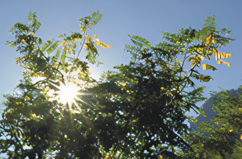 Sunlight filters through the leaves of a tree against a clear blue sky. The leaves are green with some yellow flowers, and the bright sun creates a starburst effect among the branches.