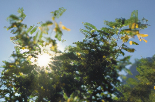 Blurred image of sun shining through green foliage against a clear blue sky. The sunlight filters through the leaves, creating a bright, star-like effect.