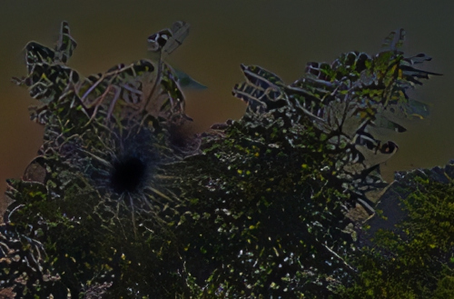 Blurred image of sun shining through green foliage against a clear blue sky. The sunlight filters through the leaves, creating a bright, star-like effect. It is a negative effect, the brightness values are inverted.