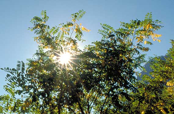 The sun shines through the branches and leaves of a tree against a clear blue sky. The sunlight creates a starburst effect, illuminating the leaves with a warm glow.