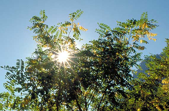 The sun shines through the branches and leaves of a tree against a clear blue sky. The sunlight creates a starburst effect, illuminating the leaves with a warm glow.