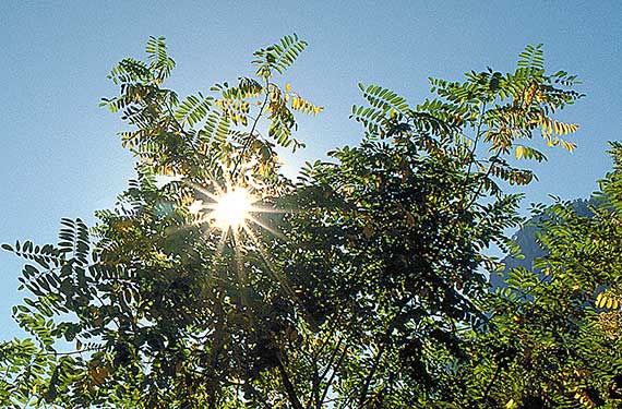 The sun shines through the branches and leaves of a tree against a clear blue sky. The sunlight creates a starburst effect, illuminating the leaves with a warm glow.