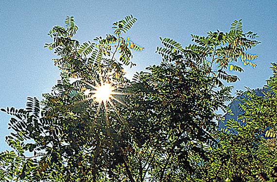 The sun shines through the branches and leaves of a tree against a clear blue sky. The sunlight creates a starburst effect, illuminating the leaves with a warm glow.