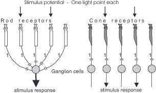 Diagram showing rod and cone receptors connected to ganglion cells, indicating stimulus responses. Rod receptors converge on a single ganglion cell, while each cone receptor connects to its own ganglion cell.