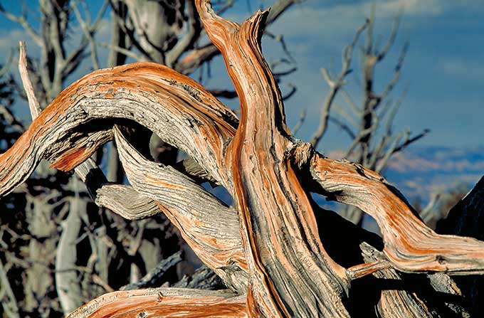 A trunk of a brown- grey bristlecone pine in front of some other barren trees and a blue sky with some scattered clouds.