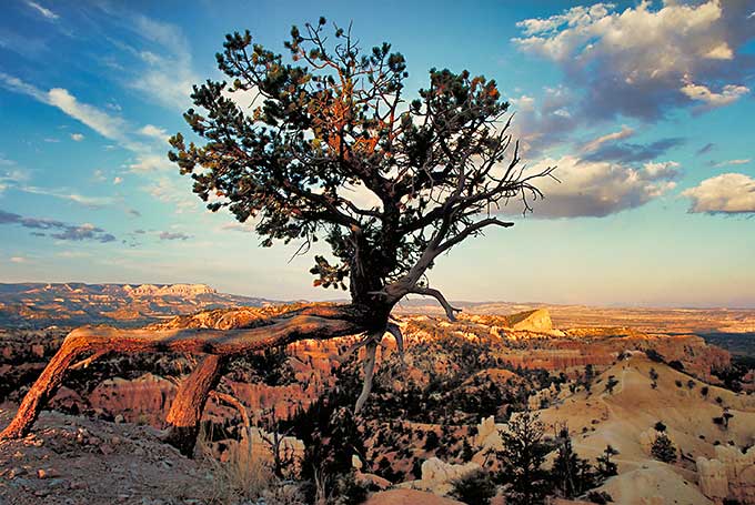 A picture of a pine tree growing over the edge of a cliff at Fairyland Point in Bryce Canyon. Behind it, the view extends over a vast rocky landscape bathed in warm light. The sky shows a gradient from white on the horizon to dark blue and is dotted with a few large clouds..