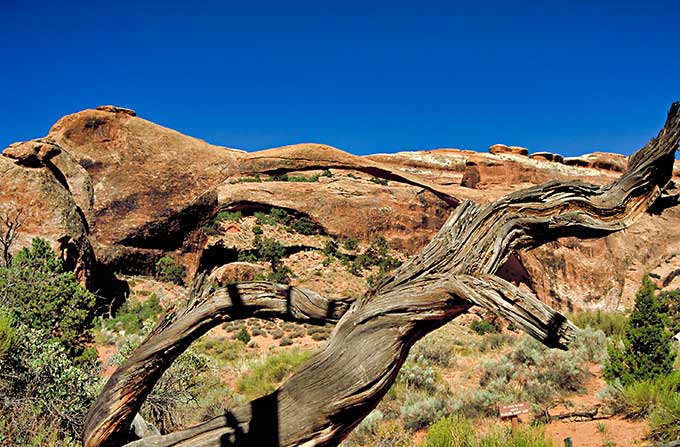 An image of the wide span of Landscape Arch in Arches NP with two barren tree trunks in the front, which resemble its form.