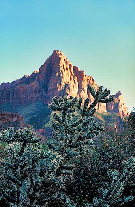 An image of the rock formation The Watchman in Zion NP, glowing red in the afternoon light, with trunks of a large cactus in front.