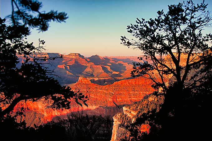 Image of the vast landscape of the Grand Canyon, its rocks glowing red in the light of the setting sun, with the black silhouettes of two trees right and left in the foreground.